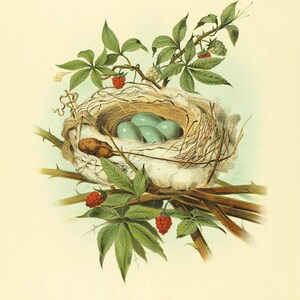 Bird nest art Vintage Bird Print Nature print Vintage prints home decor wall art Natural History Victorian art print antique prints