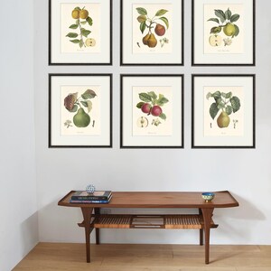 Antique fruit art print Vintage kitchen art print antique botanical art prints fruit wall art kitchen art decor fruit print vintage set of 6