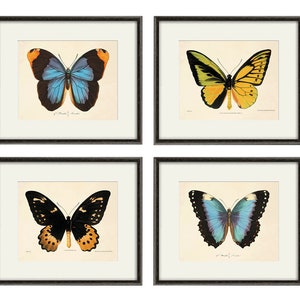 Antique Butterfly art Butterfly Print set Natural History art old prints antique prints Victorian art butterfly decor home decor wall art