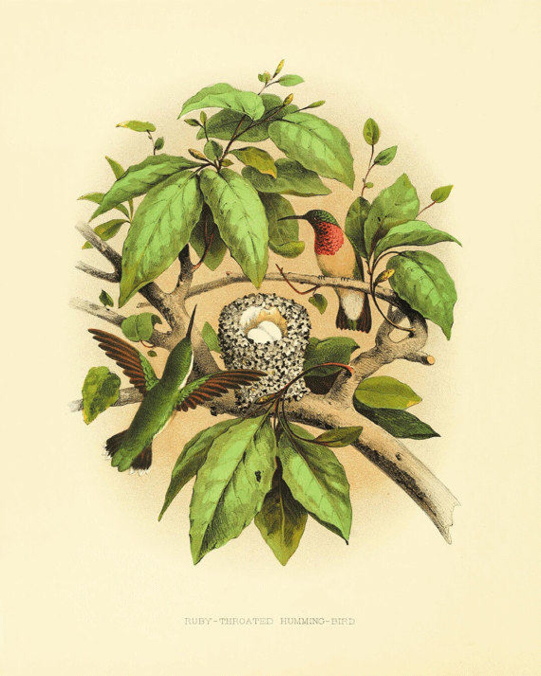 Hummingbirds Art Vintage Bird Print Nature Art Print Vintage Prints ...