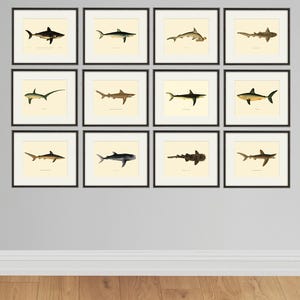 Shark art print Nautical art print set of 12 antique wall art beach Ocean Decor Ocean art Sea art print Natural History art Home decor wall