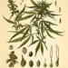 see more listings in the  Medicinal Plants  section