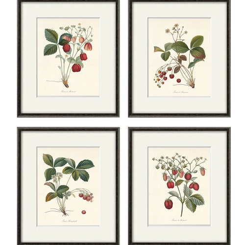 Antique Fruit Art Print Vintage Kitchen Art Print Antique Etsy