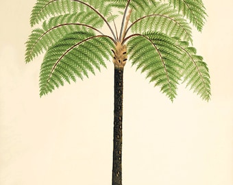 Antique Fern Print: Victorian Botanical Wall Art