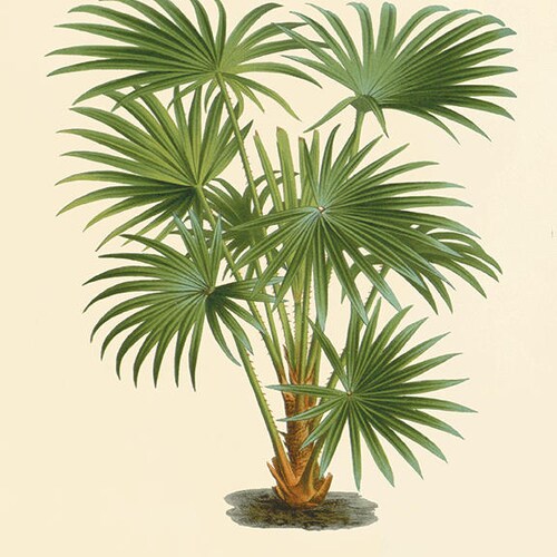 Palm Tree Art Print Antique Botanical Art Prints Home Decor Etsy