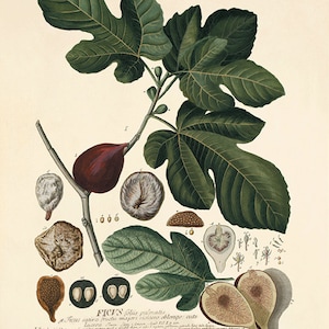 Figs vintage art print kitchen art print  Victorian print  French decor antique print Botanical wall art Garden print Art vintage decor