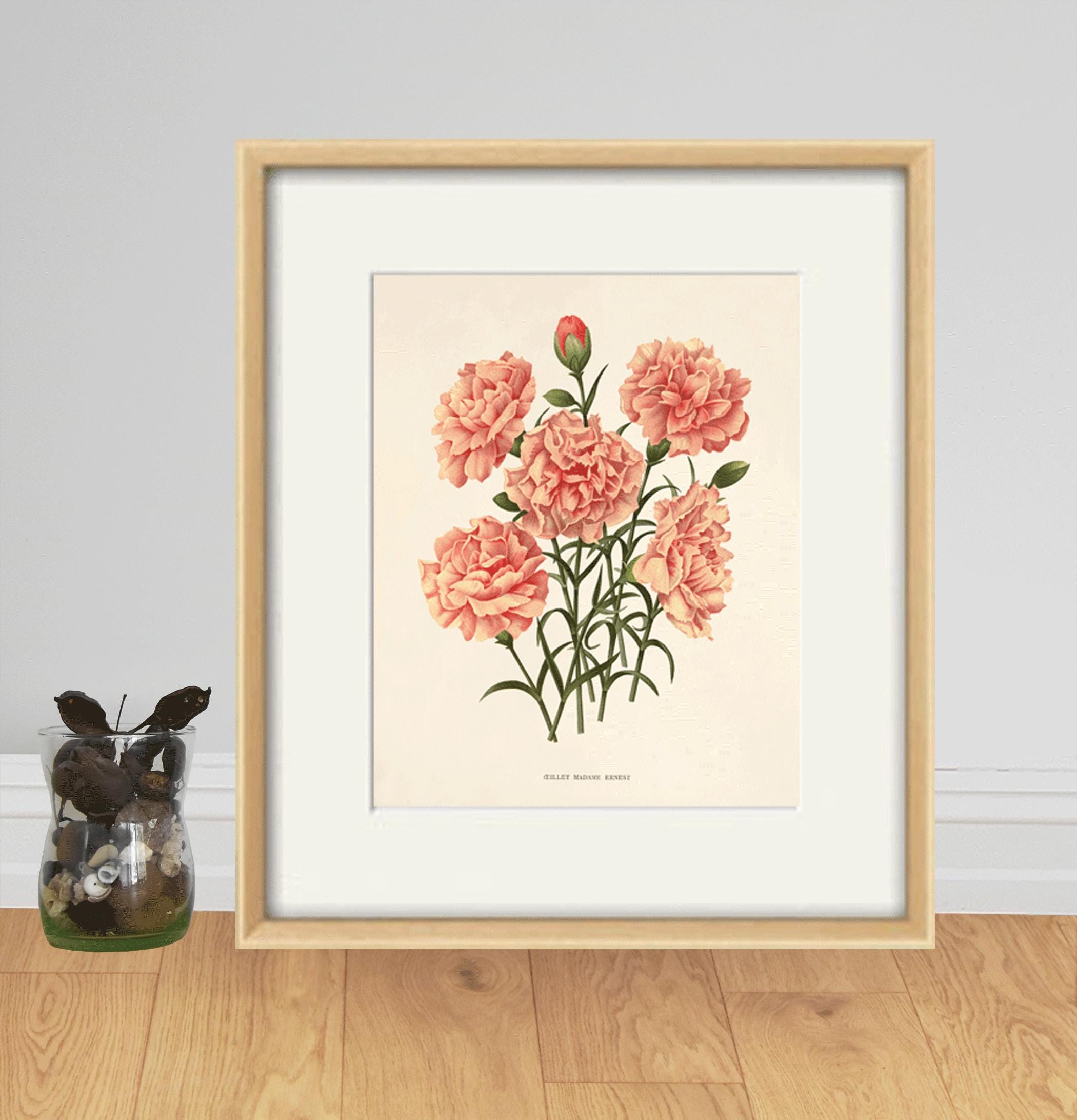 ヴィンテージのピンクのカーネーションの植物画：アンティークの
