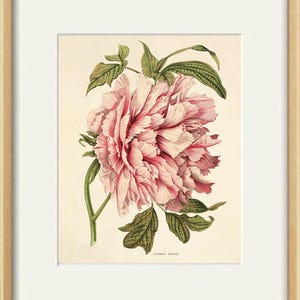 May include: A vintage botanical illustration of a pink peony flower with green leaves. The image is titled "Lourens Rosier".