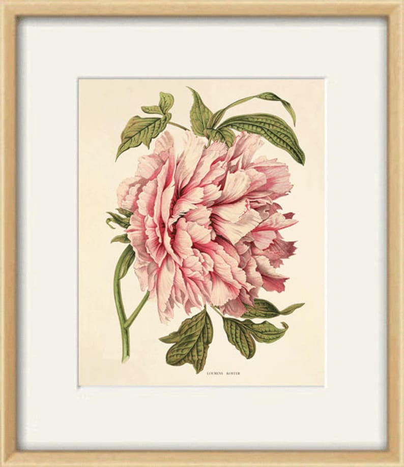 May include: A vintage botanical illustration of a pink peony flower with green leaves. The image is titled "Lourens Rosier".