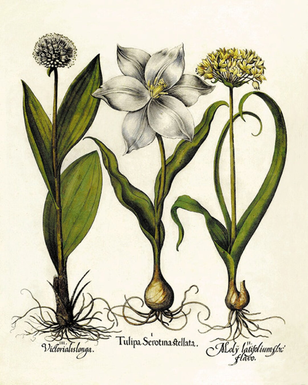 Tulip Art Print Antique Prints Flower Art Print Botanical Art Print ...