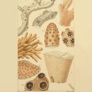 Antique Sea Coral art print vintage nautical print sea beach art Ocean art Antique wall art nature print natural history art Home decor art