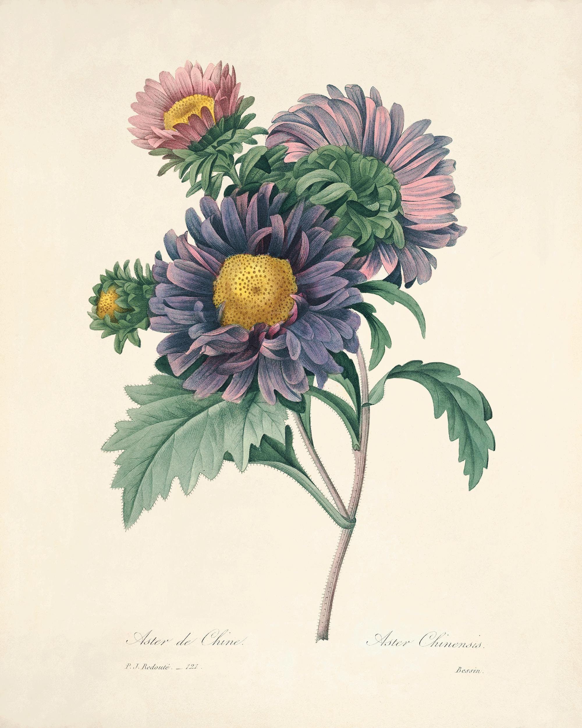 BOTANICAL ART 【import品】 Antique Aster Botanical Print: French Victorian Flower Wall Art