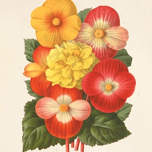 Begonia art print vintage botanical art print flower art print garden wall art home decor wall art French art antique prints Victorian art