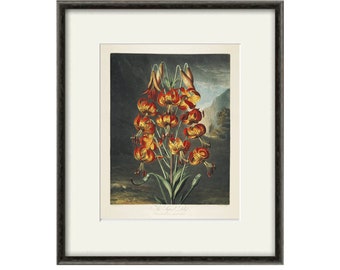 Orange lily art print Vintage botanical prints garden wall art home decor wall art French print antique print Victorian art flower wall art