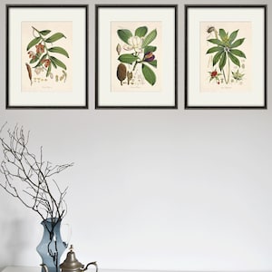 Antique botanical prints SET of 3 Botanical art prints flower prints wall art flowers botanical poster antique wall art home decor wall art