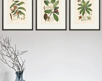 Conjunto de láminas botánicas antiguas: arte francés, decoración de pared vintage inspirada en la naturaleza.