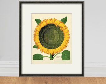 Lámina botánica de girasoles antiguos: decoración floral vintage para el hogar