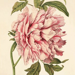 Pink peony art antique flower art print antique wall art vintage Flower decor botanical prints Garden print Victorian print home decor art