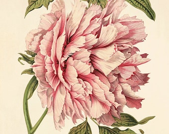 Pink peony art antique flower art print antique wall art vintage Flower decor botanical prints Garden print Victorian print home decor art