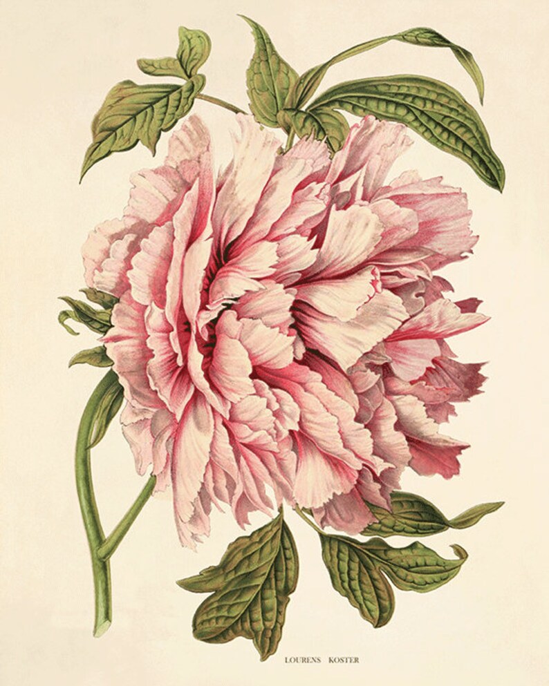 May include: A pink peony flower with green leaves. The flower is in full bloom and has many petals. The leaves are green and have a slightly textured surface. The image is a botanical illustration.