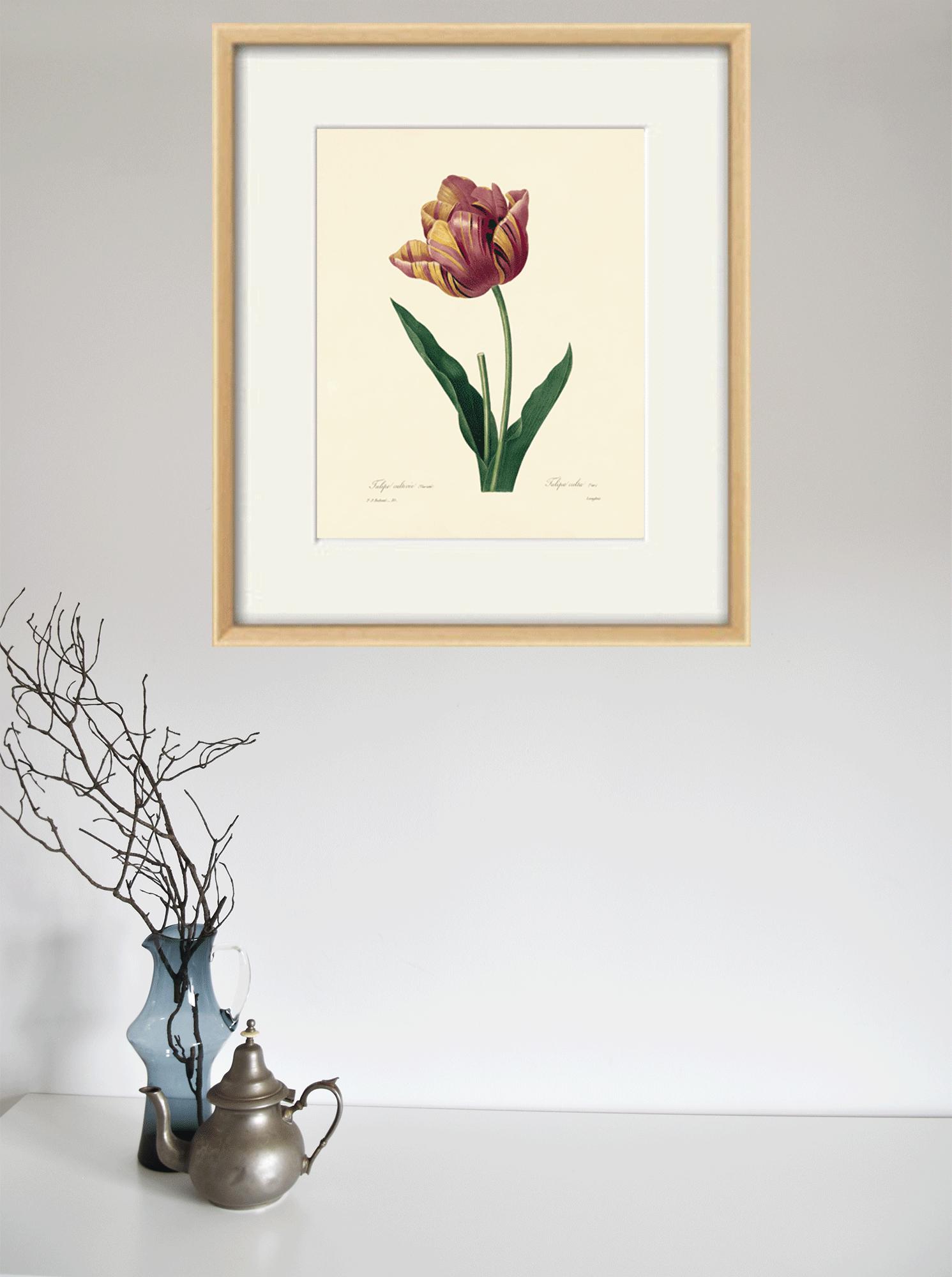 Antique Tulip Art Print: Victorian Botanical Illustration - Etsy