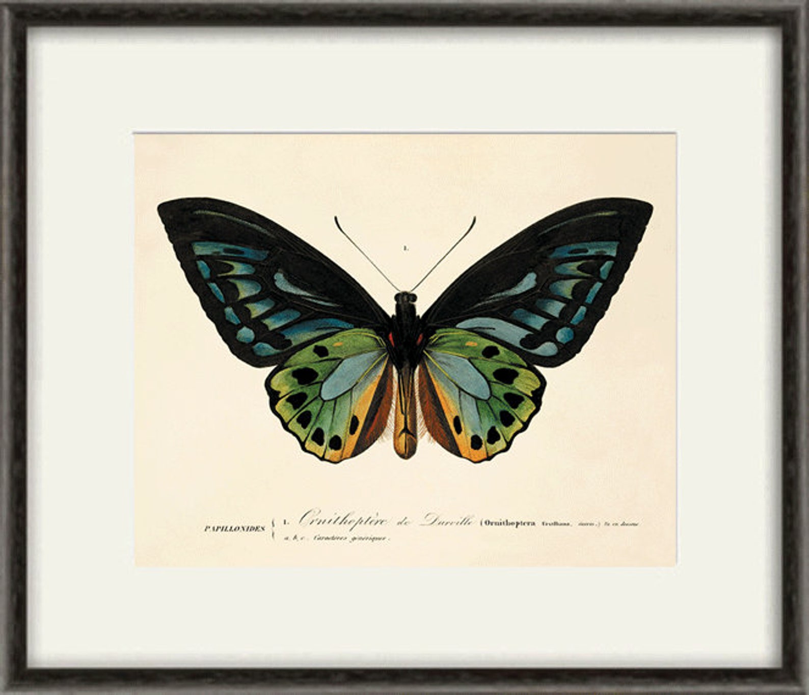 Victorian Art Antique Prints Antique Butterfly Art Print Nature Print ...