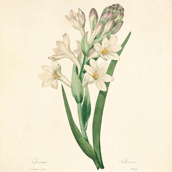 Tuberose art print poster antique prints Botanical Art Prints Home Decor Wall Victorian art Garden Wall Art flower art print botanical print