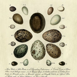 Vintage Bird Eggs art Print Nature print home decor wall art Natural History Victorian art old prints antique prints bird art print poster