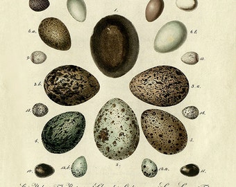 Antique Bird Eggs Print: Victorian Natural History Wall Art