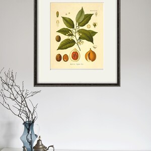 Nutmeg art botanical art prints kitchen Garden Wall Art Vintage prints Plants art print home decor wall art nut Antique Prints old prints