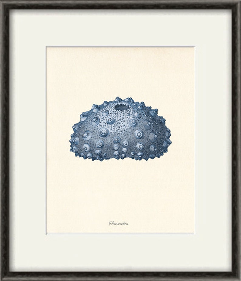 Sea urchins art print Vintage Nautical art print old prints Etsy