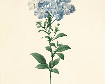 Antiker Blumendruck Cottage Wandkunst Blumen Viktorianischer Druck Französisches Dekor antike Wandkunst Blumendekor Botanische Wandkunst Gartendruck