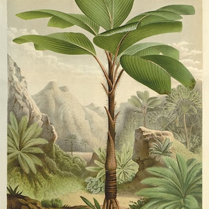 Impresión artística de palmera, impresiones artísticas botánicas antiguas, decoración del hogar, arte de pared, impresión artística victoriana, arte de pared de jardín, impresiones vintage, arte de pared antiguo