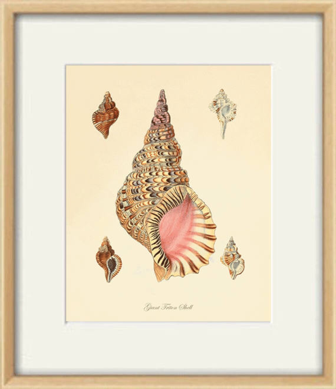 Sea Shell Print Beach Decor Art Nautical Print Natural History - Etsy