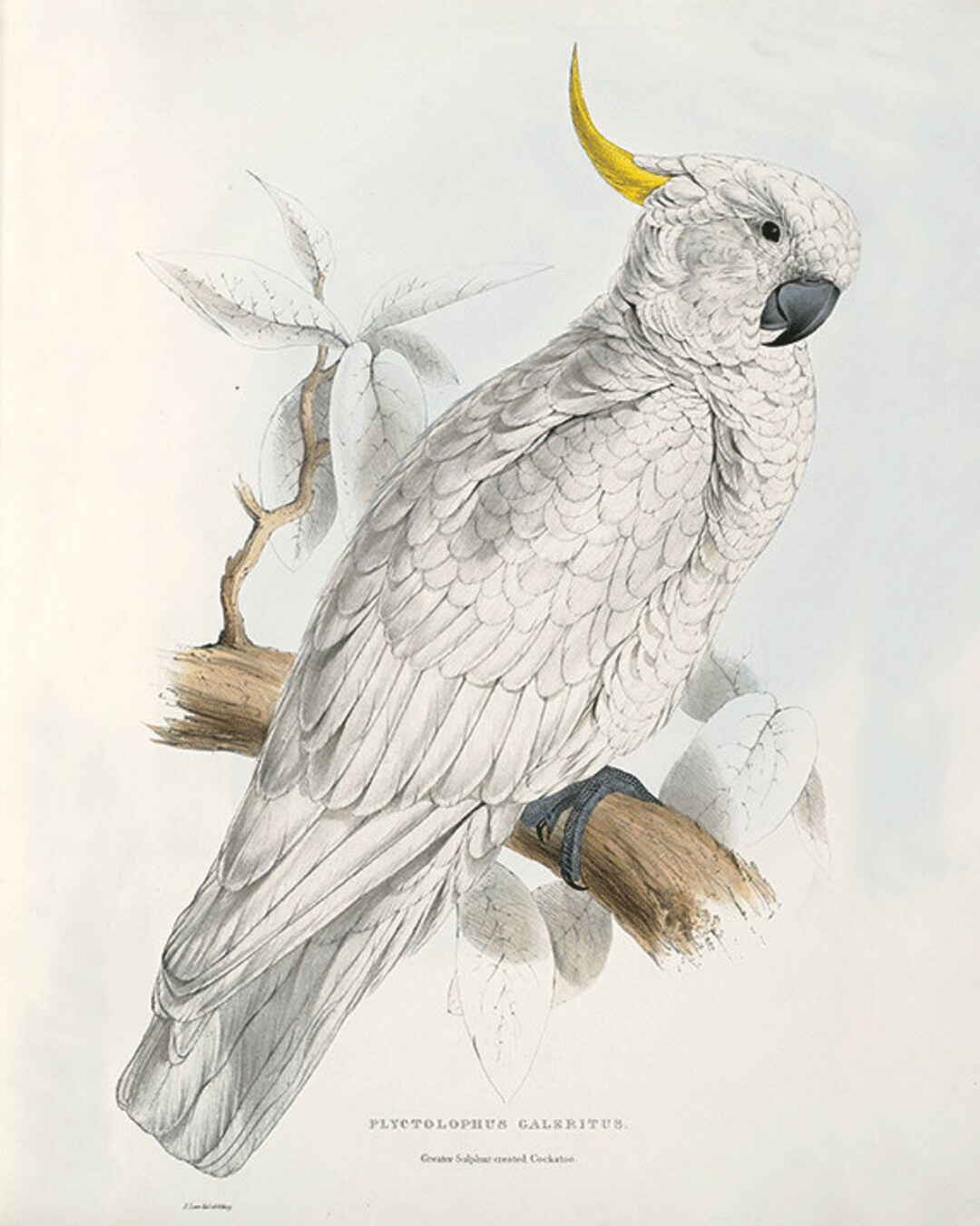 Hand Painted Parrot Art Print Sale photo