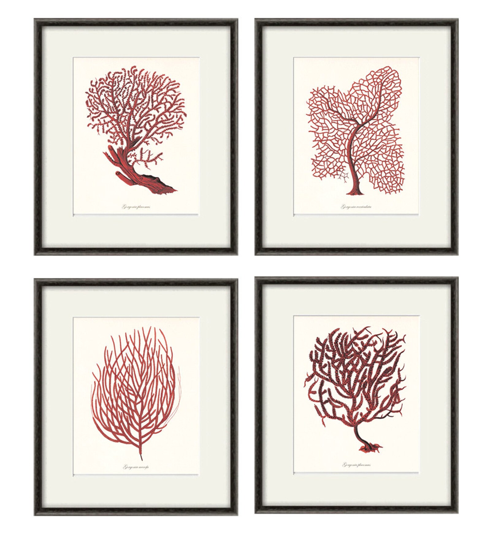 Red Sea Coral Art Nautical Art Print Set Ocean Print Old Etsy