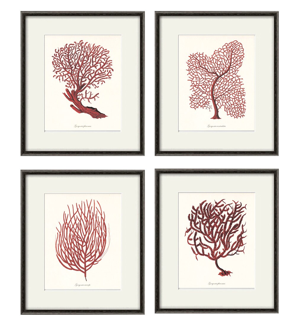 Red Sea Coral Art Nautical Art Print Set Ocean Print Old Etsy