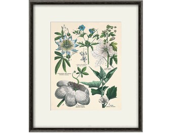 Antique flower print Cottage wall art flowers Victorian print flower art print antique wall art Flower decor Botanical wall art Garden print