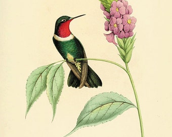 Antique Hummingbird Print: Victorian Natural History Illustration