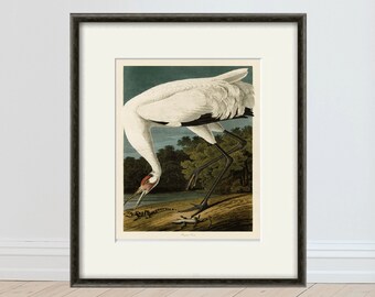 Bird wall art print Crane art print Bird art Print antique prints bird decor Nature art print poster Victorian art Natural history art