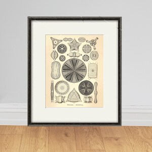 Sea urchin vintage art nautical print Ocean art Sea beach art Antique wall art nature print natural history art Home decor art Ocean life