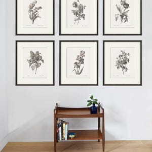 Antike botanische Drucke SET von 6 Blumen Skizze Kunst Botanische Kunstdrucke Blumen Drucke Wandkunst Blumen botanisches Plakat antike Wandkunst