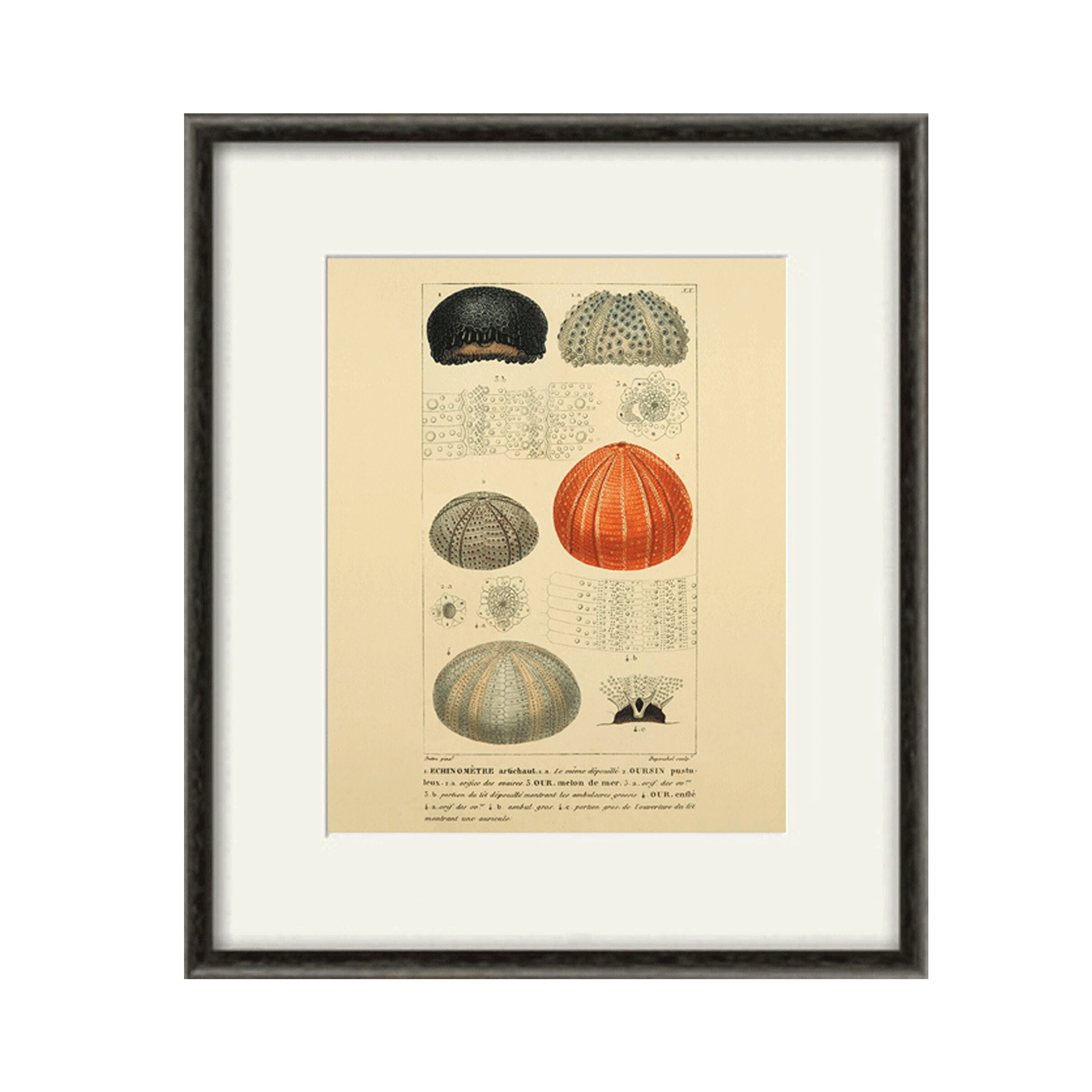 Sea urchins art print Vintage Nautical art print old prints Etsy