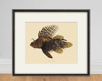 Vintage Fish Art Print, Antique Ocean Diagram Wall Art, Victorian