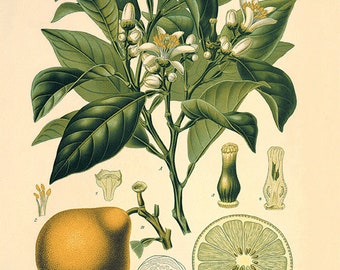 Bergamot Botanical Art Print Citrus art print antique botanical print Citrus print Fruit art print kitchen wall art kitchen art print