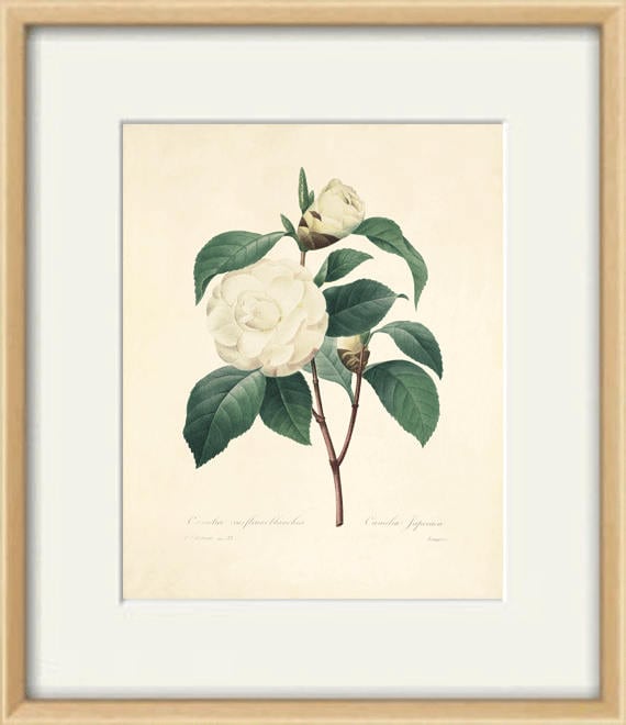 ルドゥーテ バラ図譜 Les Rose カメリア ブーケ 薔薇 インテリア雑貨