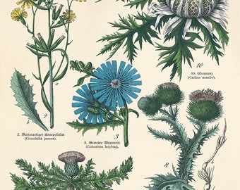 Antique Thistle Botanical Print: Vintage Victorian Medicinal Herb Wall Art