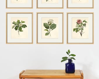 Antieke botanische prenten Set van 6: Redoute bloemenmuurkunst