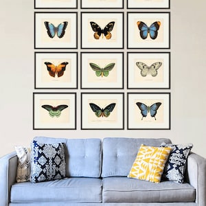 Butterfly art print French art print Cottage wall decor Victorian wall decor Antique print Nature wall art Home decor art Butterfly decor image 7