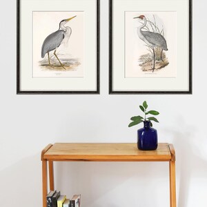May include: Two framed prints of bird illustrations. The prints are in black frames and are hanging on a white wall. The prints are of a grey heron and a crane.